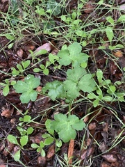 Sanicula crassicaulis
