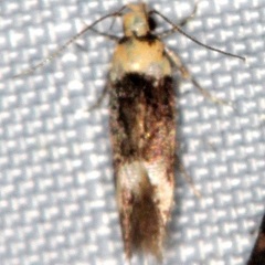 Gelechiini