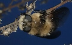 Oestridae