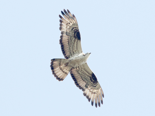 European Honey-buzzard