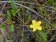 Hibbertia salicifolia