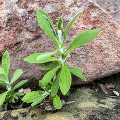 Pseudognaphalium biolettii