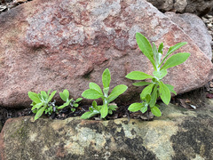 Pseudognaphalium biolettii