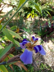 Trimezia coerulea