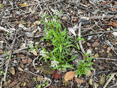 Lobularia maritima