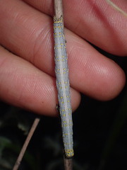 Catocala amestris