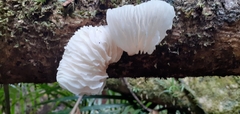 Oudemansiella australis