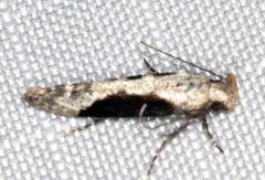 Gelechiini