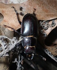 Lucanus placidus