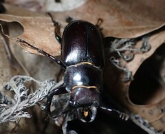 Lucanus placidus