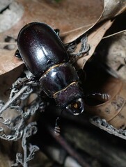Lucanus placidus