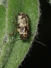 Pachybrachis othonus