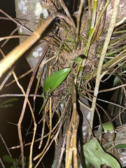 Dendrobium gracilicaule