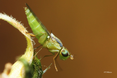 Meromyza