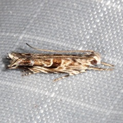 Gelechiini