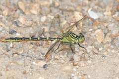 Austrogomphus guerini