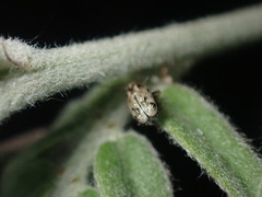 Pachybrachis othonus