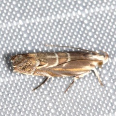 Gelechiini