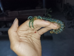 Ethmostigmus rubripes