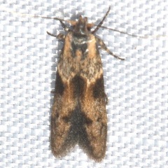 Gelechiini