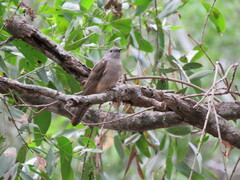Cacomantis variolosus
