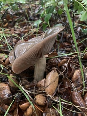 Entoloma ferruginans