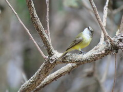 Microeca flavigaster