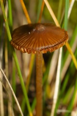 Galerina paludosa