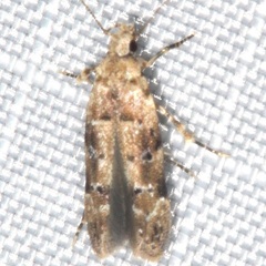 Gelechiini