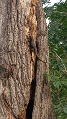 Ctenosaura acanthura