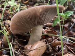 Entoloma ferruginans