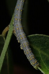 Catocala amestris