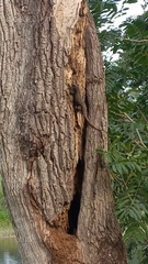 Ctenosaura acanthura