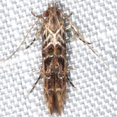 Gelechiini