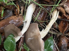 Entoloma ferruginans