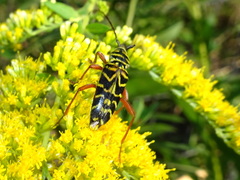 Megacyllene robiniae