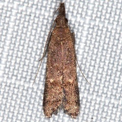 Gelechiini