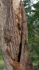 Ctenosaura acanthura