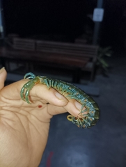 Ethmostigmus rubripes