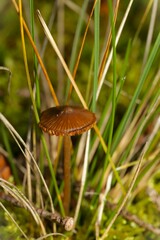 Galerina paludosa