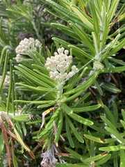 Ozothamnus reticulatus