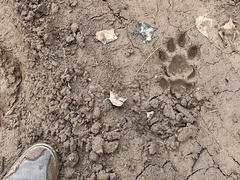 Puma concolor couguar