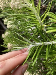 Ozothamnus reticulatus