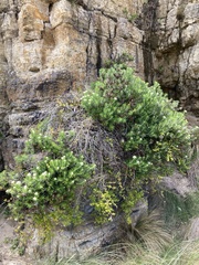 Ozothamnus reticulatus
