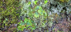 Peltigera britannica