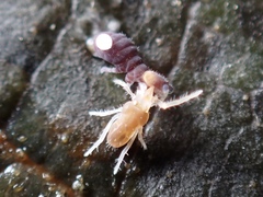 Rhagidiidae