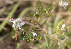 Oenothera lindheimeri