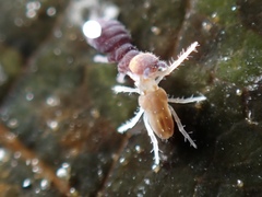 Rhagidiidae