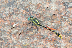 Austrogomphus australis