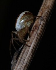Araneus pratensis